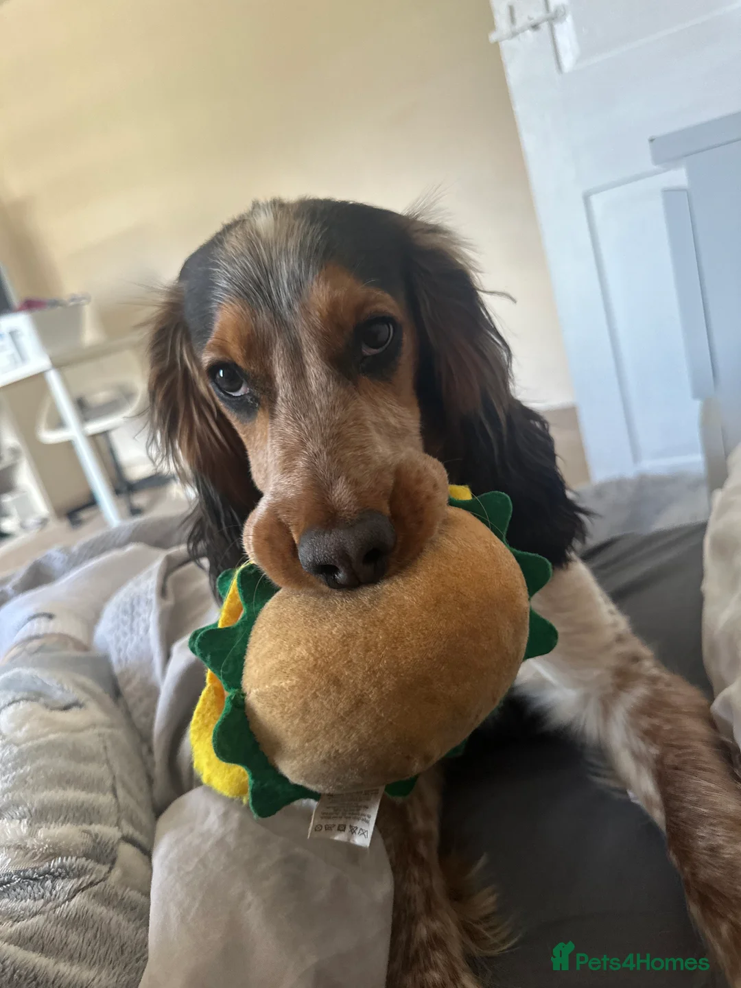 Cocker Spaniel dogs for stud: Male Cocker spaniel for Stud   - Advert 2