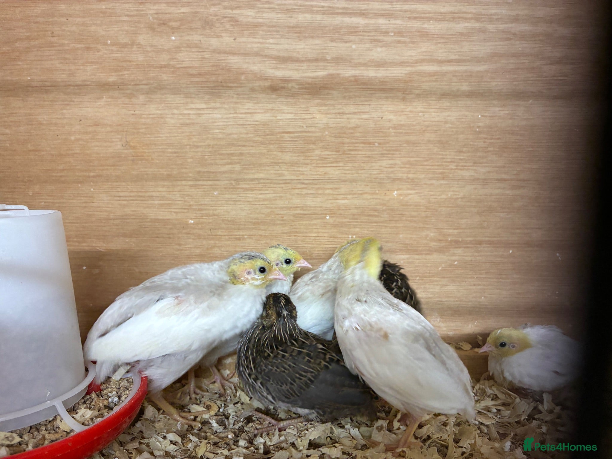 Quail poultry Button quail  - Advert 1