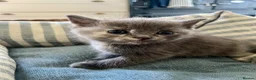 Ragdoll cats for sale: Pretty ragdoll X short hair friendly girl kittens  - Advert 19
