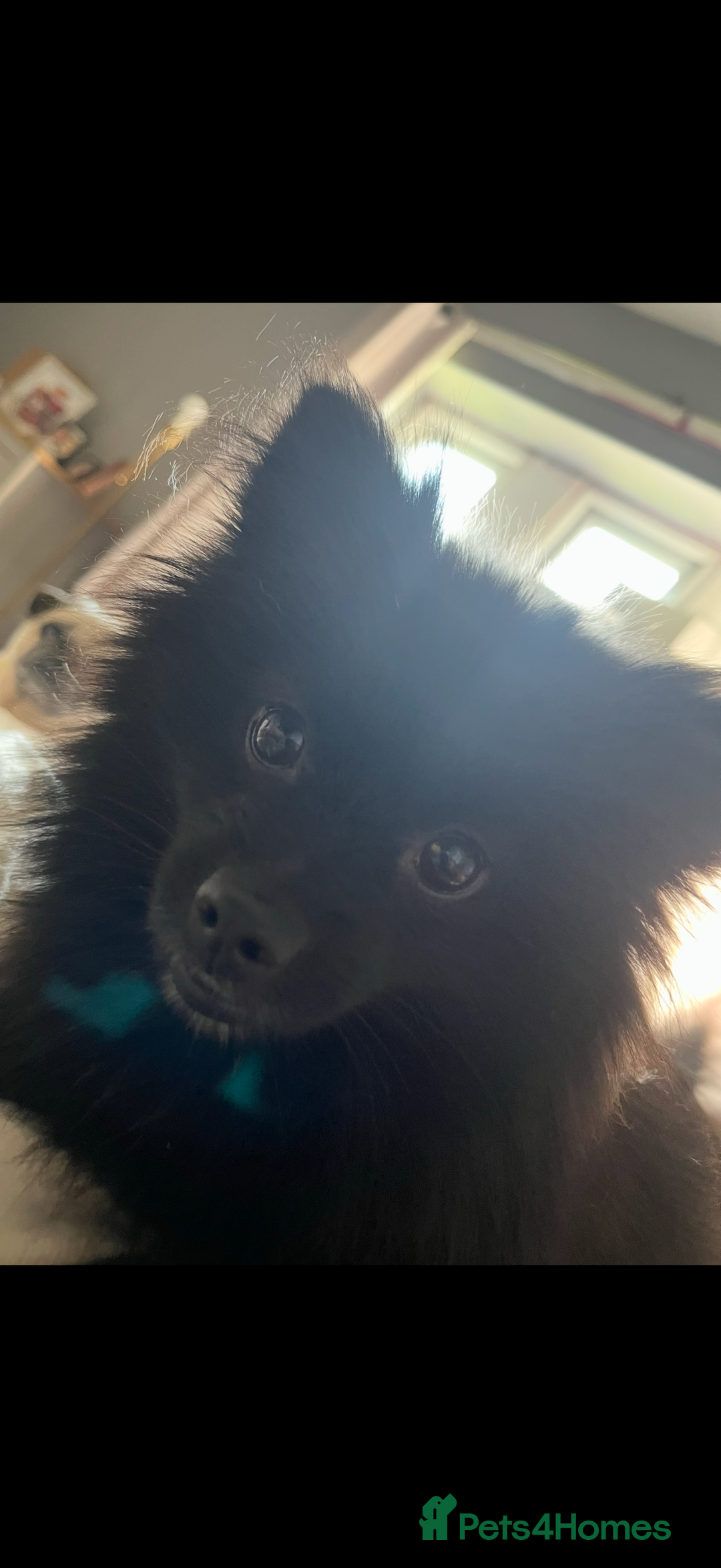 Pomapoo dogs for sale: Princess Pomapoo 🩷 - Advert 2