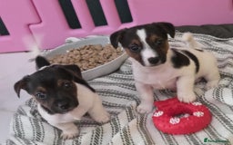 Jack Russell dogs for sale: Jack Russell pups - Image 26