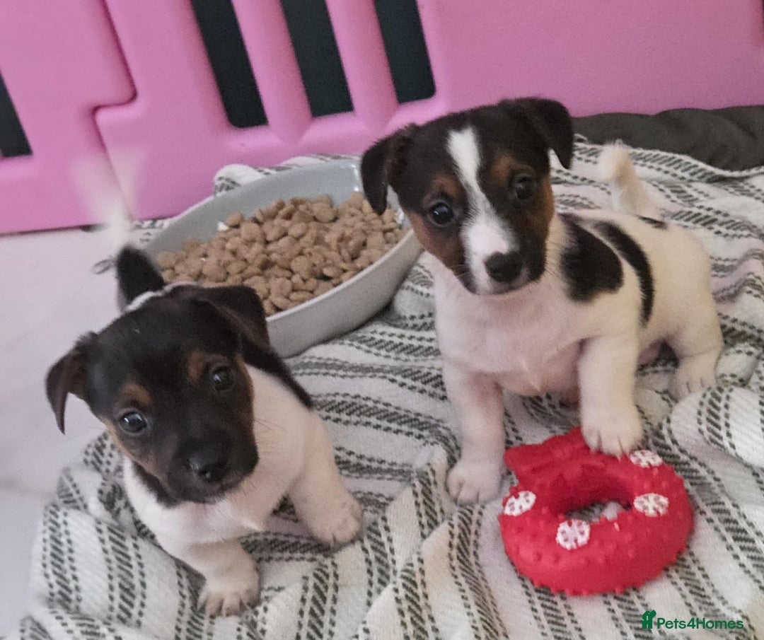 Jack Russell dogs for sale: Jack Russell pups - Image 26