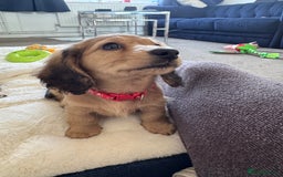 Miniature Dachshund dogs for sale: 1 YEAR OLD EXTRA TINI CREAM LONGHAIR DACHSHUND  in Sudbury - Image 5