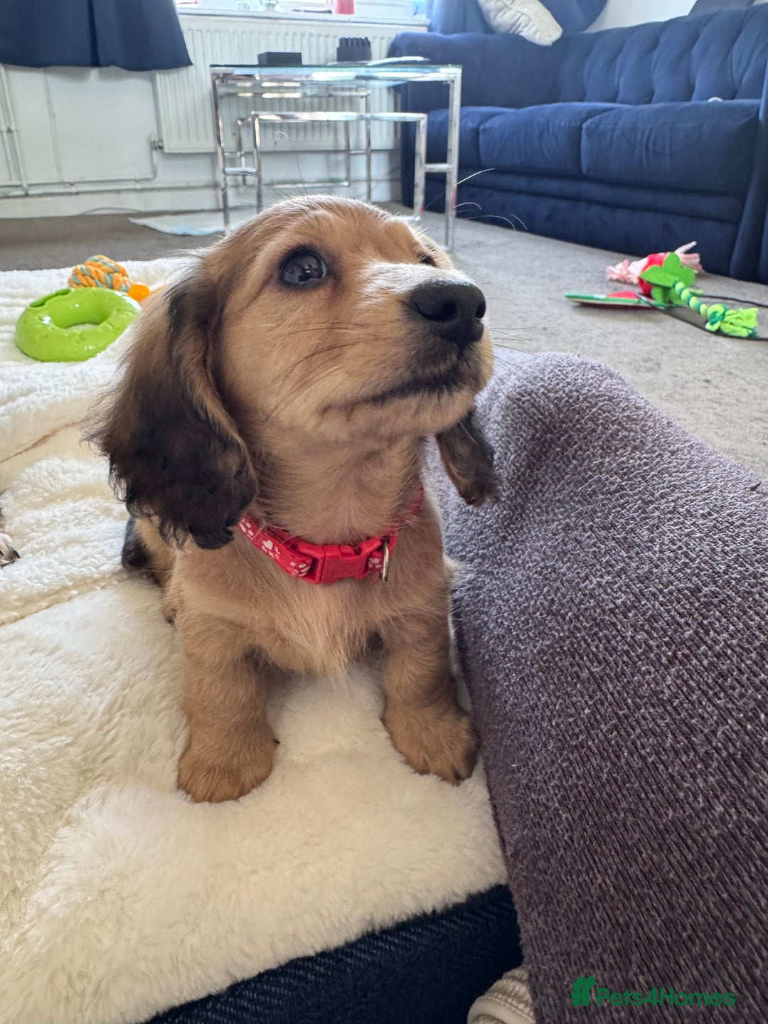 Miniature Dachshund dogs for sale: 1 YEAR OLD EXTRA TINI CREAM LONGHAIR DACHSHUND  in Sudbury - Image 5