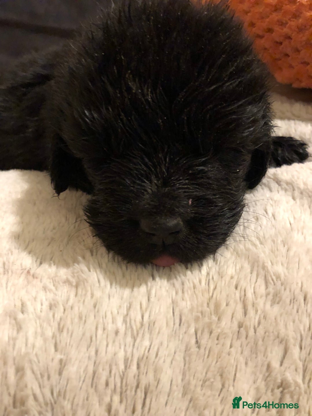 Newfoundland dogs for sale: Balticbears - Advert 7