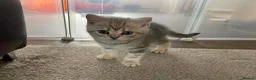British Shorthair cats for sale: British Blue Shorthair Silver Tabby kittens - Advert 18
