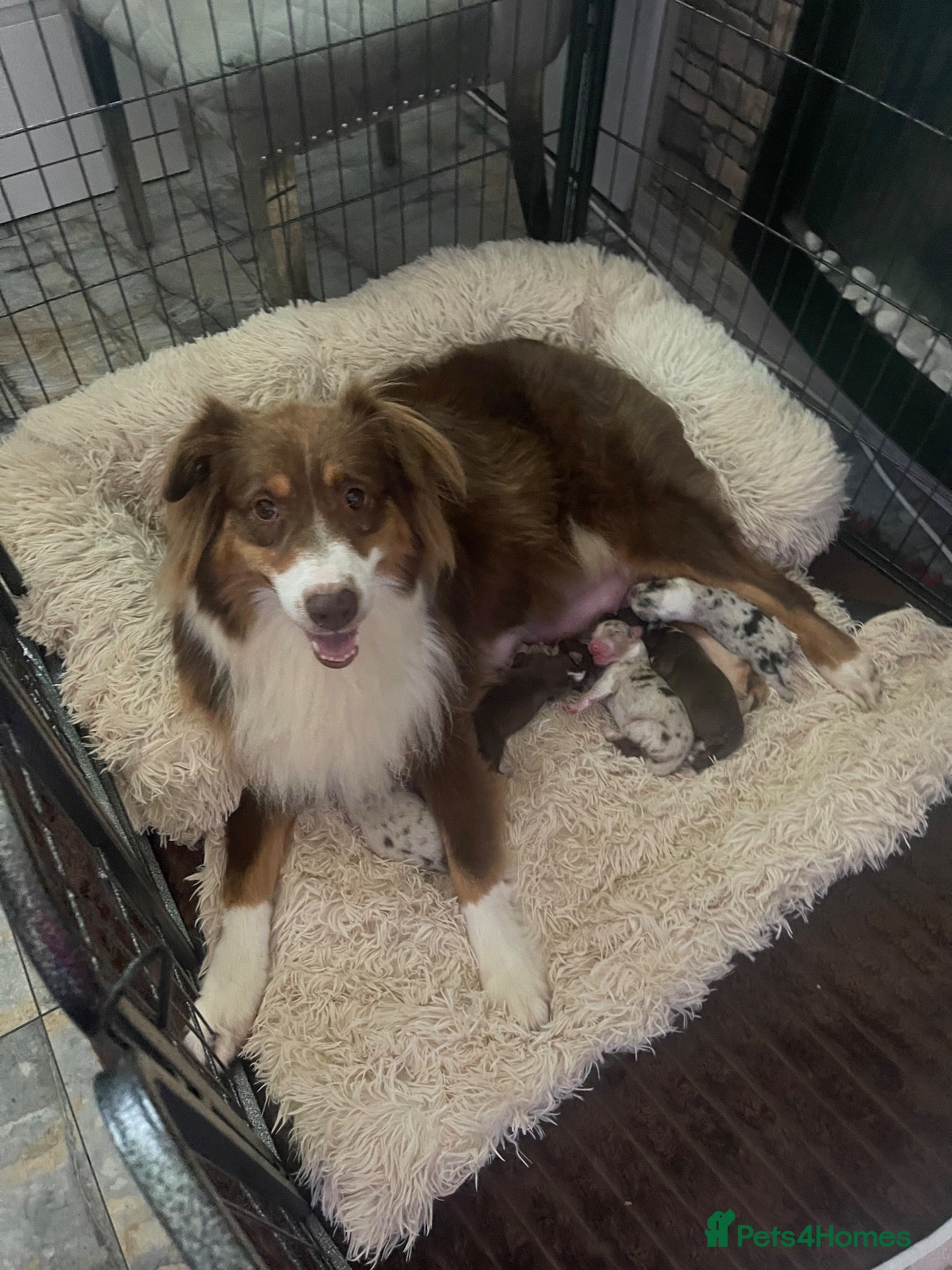 Australian Shepherd dogs Cute Australian Shepherd puppies♥️ - Advert 1