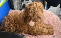 Cockapoo dogs for sale: Red cockerpoo female  - Image 3