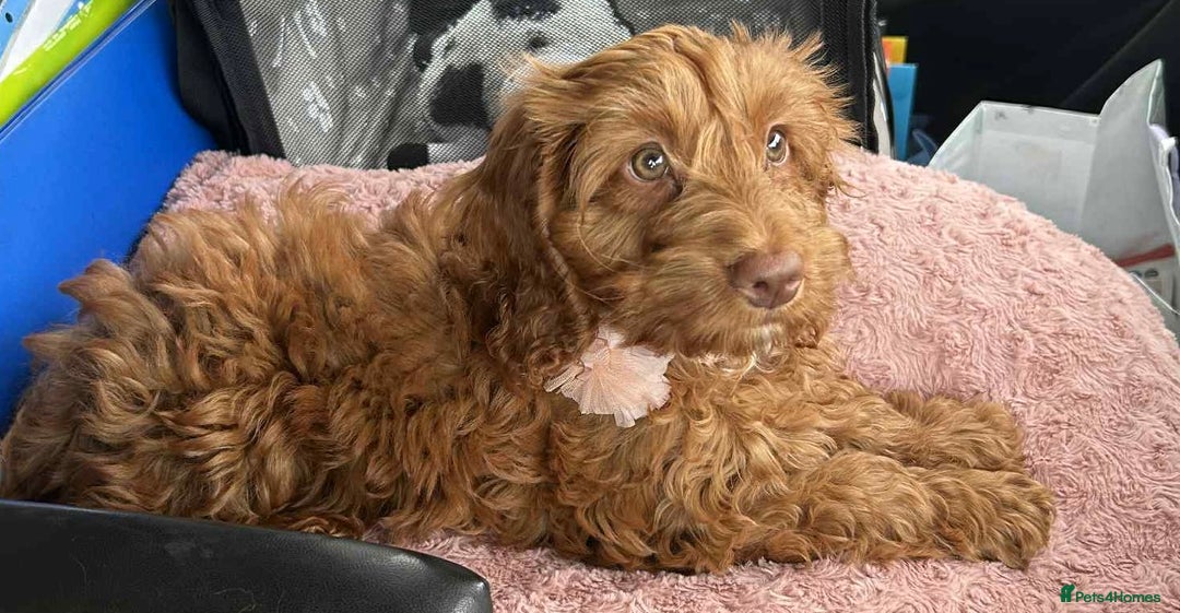 Cockapoo dogs for sale: Red cockerpoo female  - Image 3