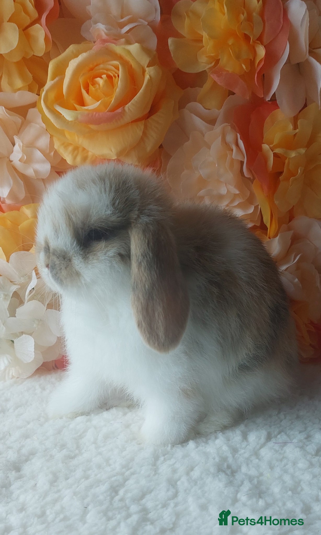 Mini Lop rabbits for sale: mini lops - Advert 1