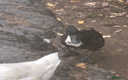 Ducks poultry for sale: 4 ducks for sale  - Image 10