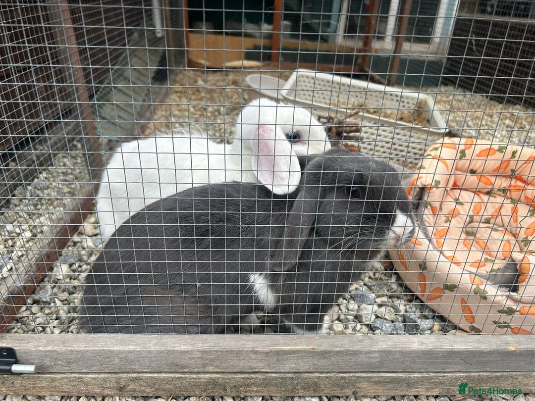Dwarf Lop rabbits for sale: Two bonded dwarf rabbits  - Image 2