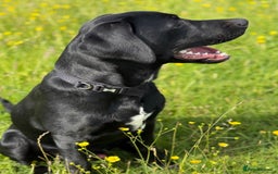 Labrador Retriever dogs for sale: Labrador/pointer  - Image 2