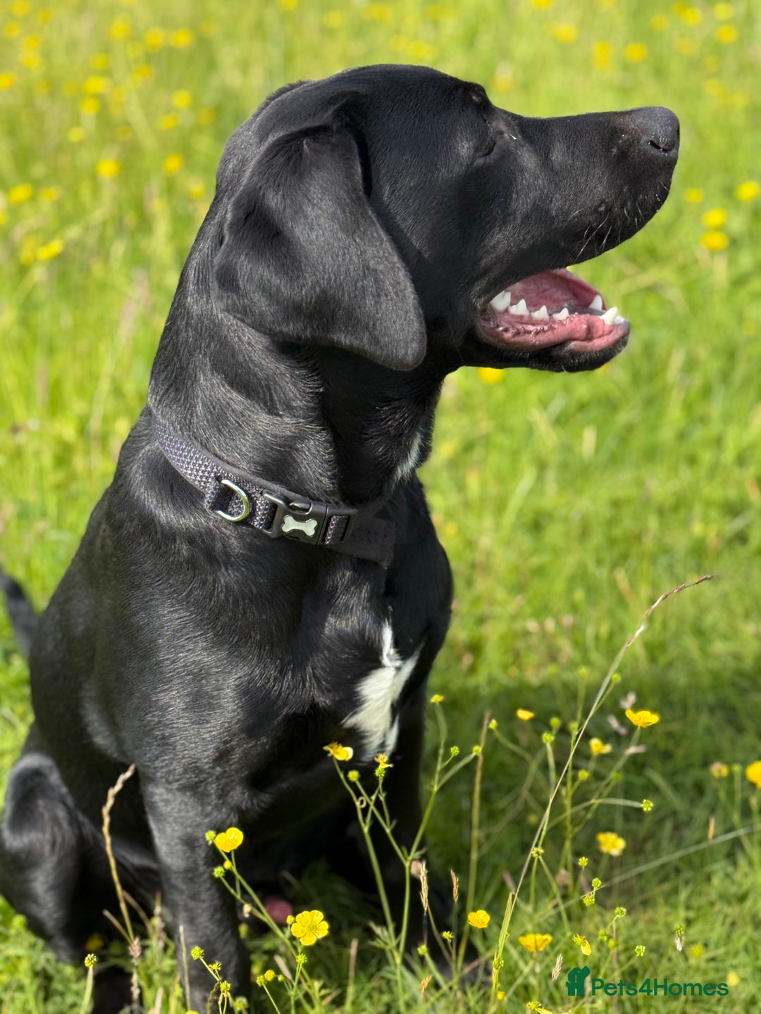 Labrador Retriever dogs for sale: Labrador/pointer  - Image 2