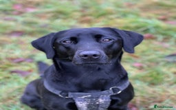 Labrador Retriever dogs for sale: Working Labrador Puppies - 3 boys remaining - Image 11
