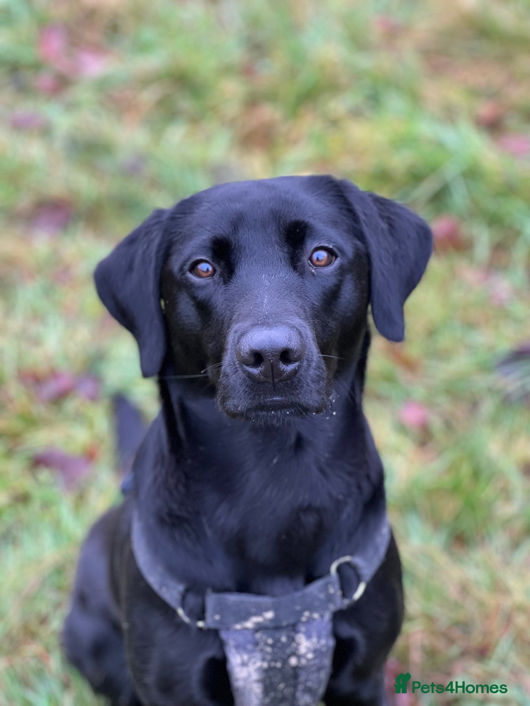 Labrador Retriever dogs for sale: Working Labrador Puppies - 3 boys remaining - Image 11