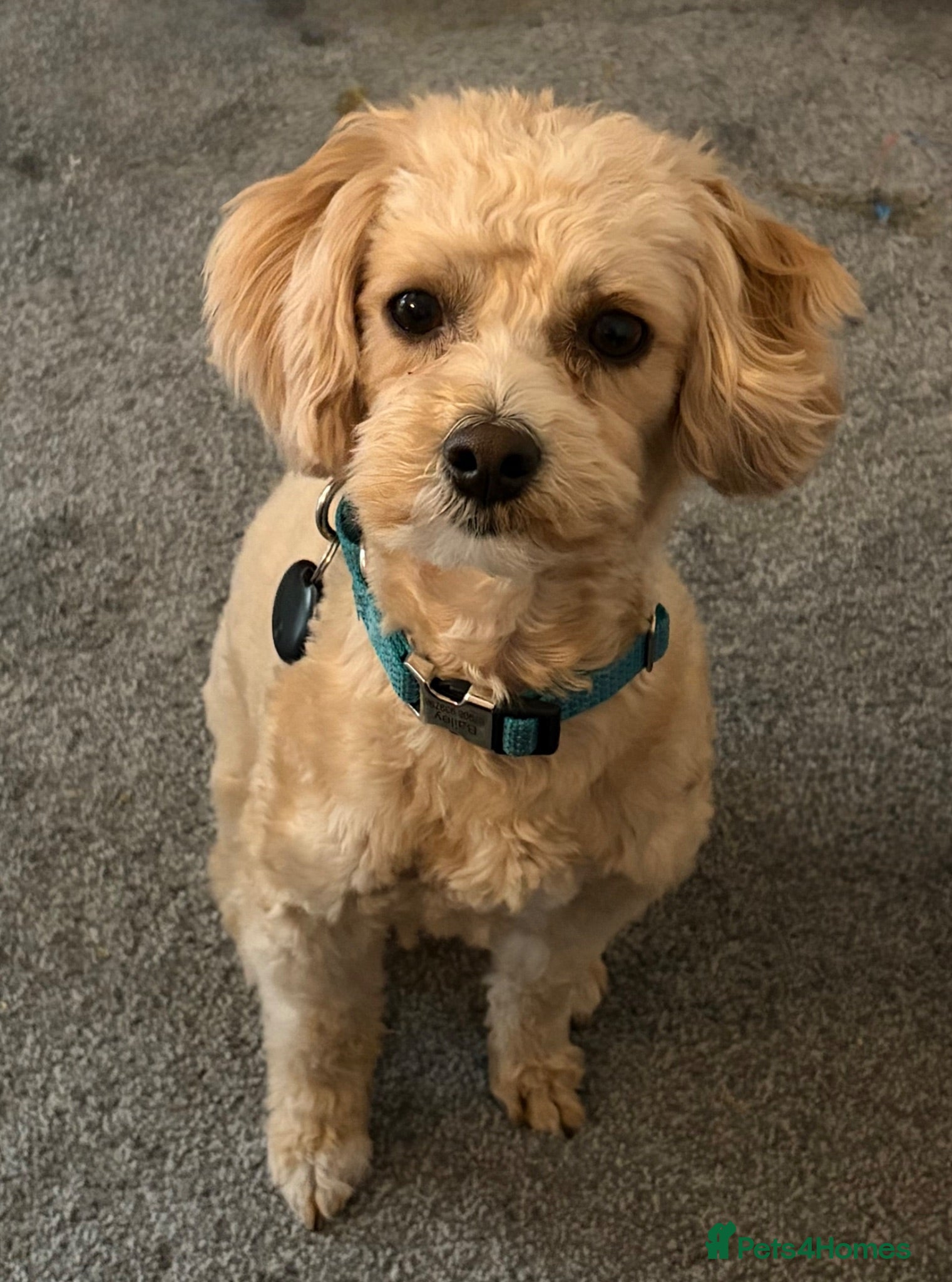 Maltipoo dogs Rehome 2yr old maltipoo boy - Advert 4