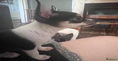 Chihuahua dogs - Advert 12