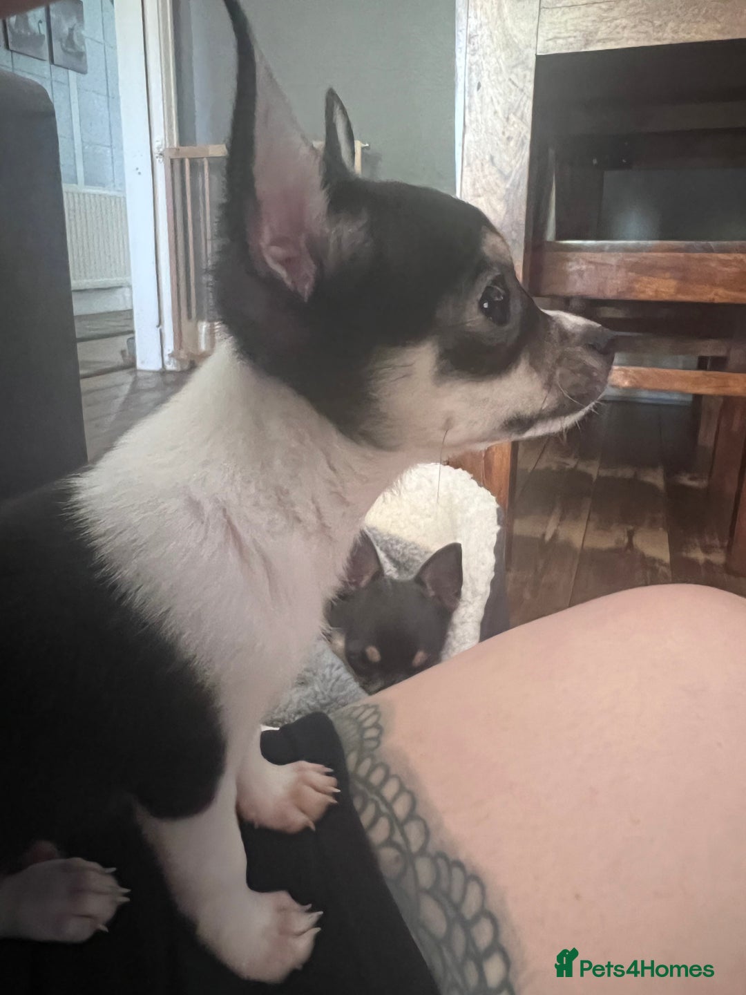Chihuahua dogs for sale: Tiny boy  - Image 3