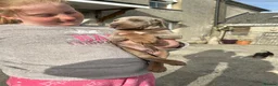 Dobermann dogs for sale: !! 1 FAWN MALE LEFT!! Dobermann puppies for sale  - Advert 9