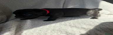 Staffordshire Bull Terrier 1