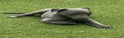 Whippet dogs for sale: Whippets  - Advert 10