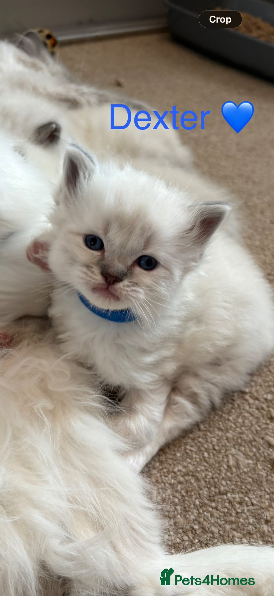 Ragdoll cats GCCF Registered - blue Ragdoll’s  - Advert 9