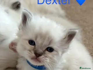 Ragdoll cats GCCF Registered - blue Ragdoll’s - Advert 2