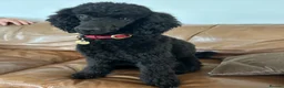 Mixed Breed dogs for sale: Small Miniature Poodle Boys - DNA Tested Parents - Advert 5