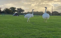 Mixed Breed livestock for sale: White Rhea Chicks & Hatching Rhea Eggs - Image 20