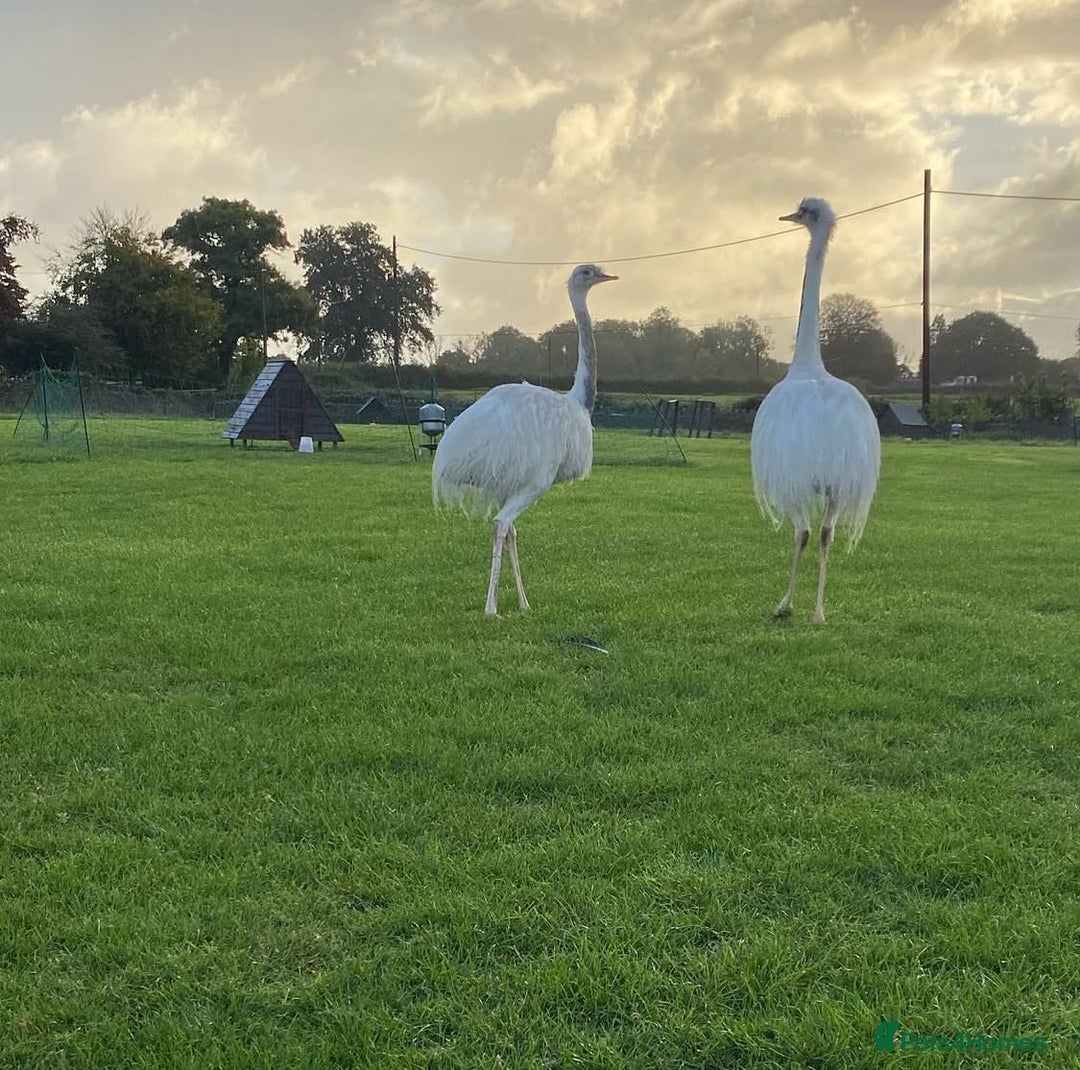 Mixed Breed livestock for sale: White Rhea Chicks & Hatching Rhea Eggs - Image 20
