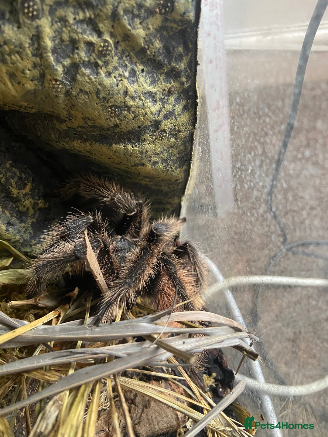 Tarantulas invertebrates for sale: Male Salmon pink bird eater tarantula - Image 2