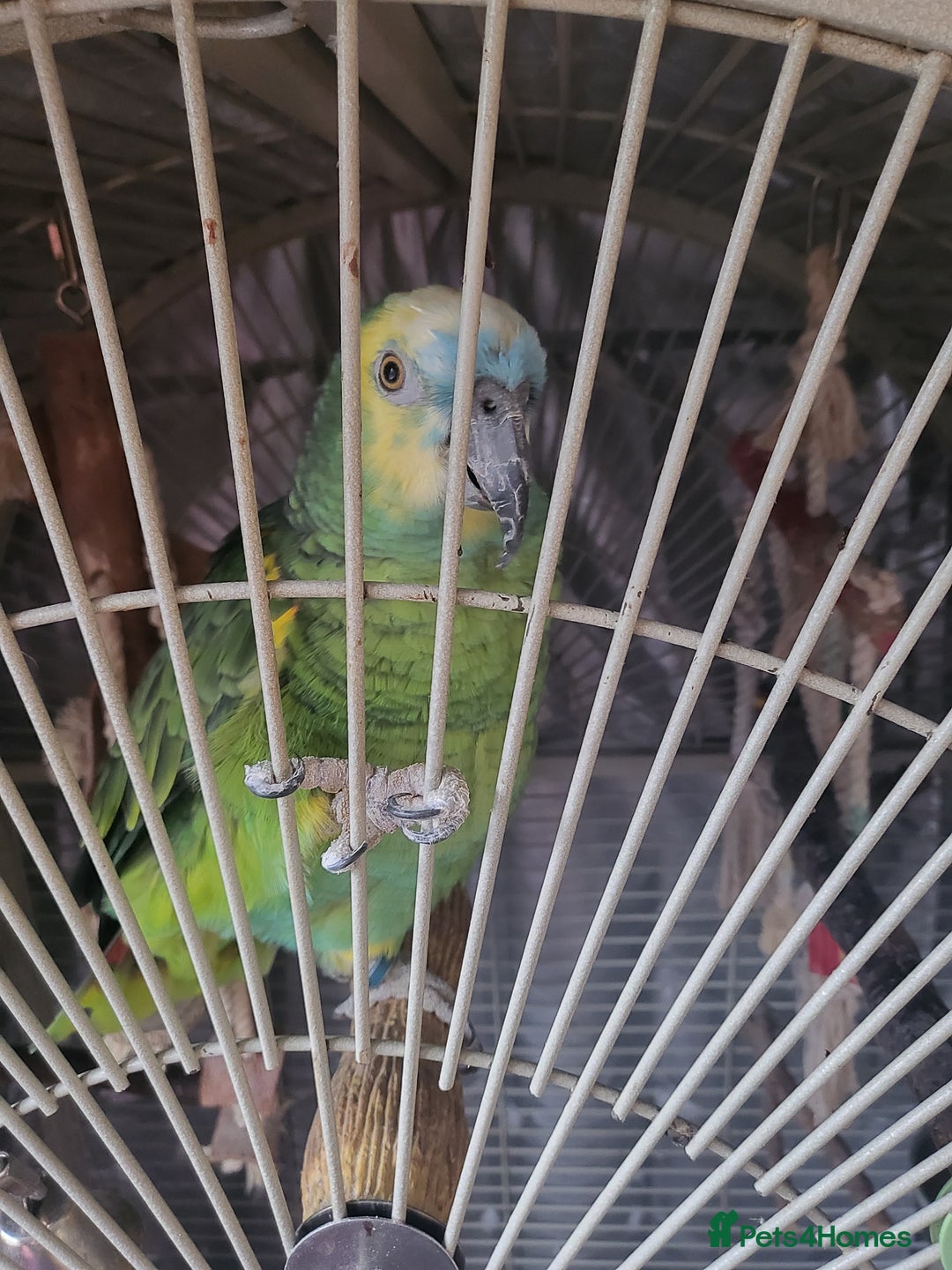 Parrots birds for sale: Blue Fronted Amazon  - Advert 1