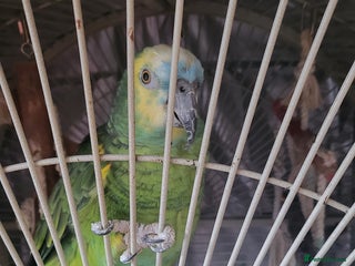 Parrots birds Blue Fronted Amazon - Advert 1