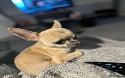 Chihuahua dogs for sale: Rocky - Image 2