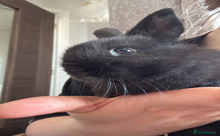 Netherland Dwarf rabbits - Advert 4