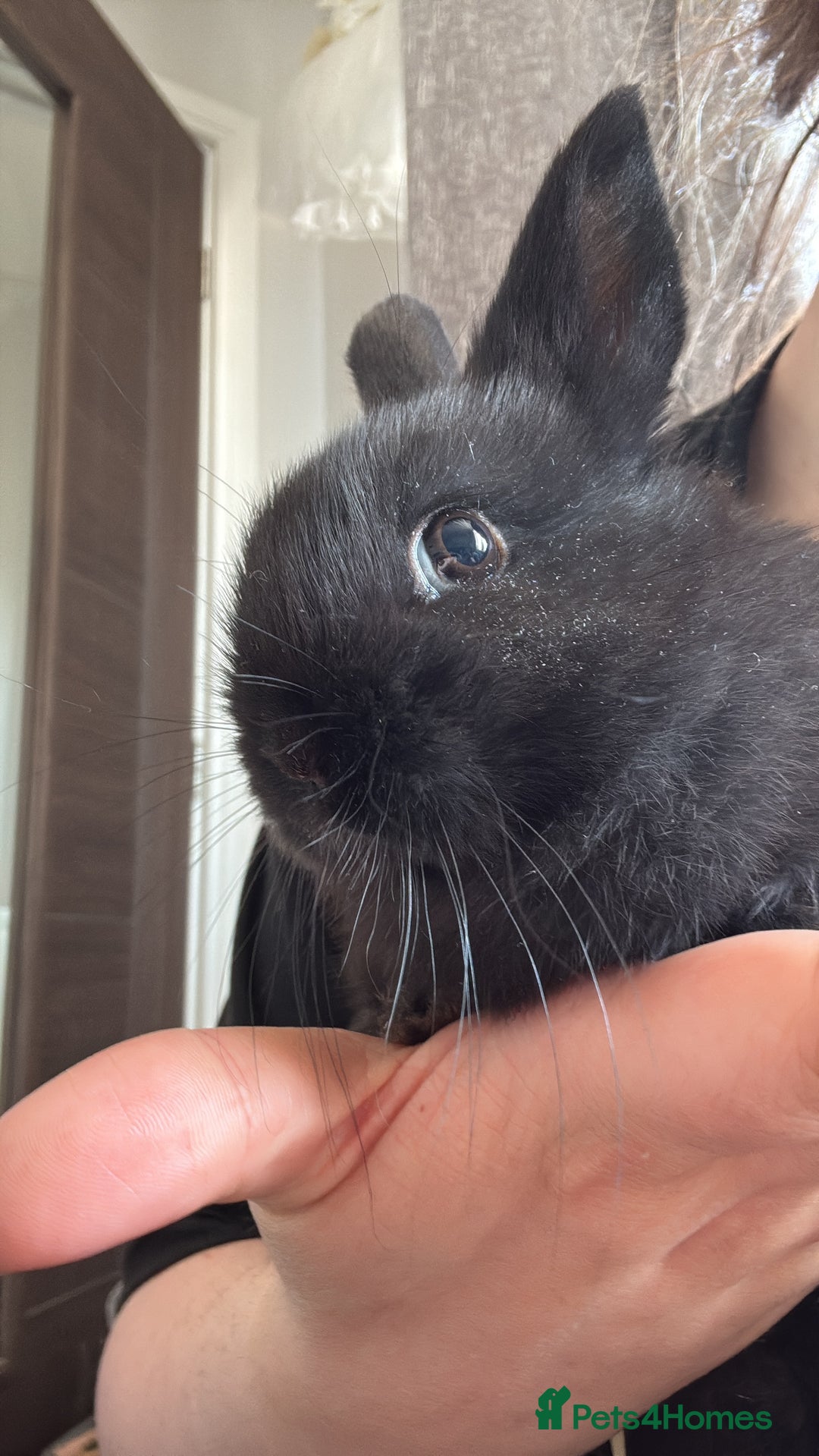 Netherland Dwarf rabbits for sale: Black rabbit  - Image 1