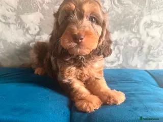 Cockapoo dogs Three beautiful boys - Advert 2