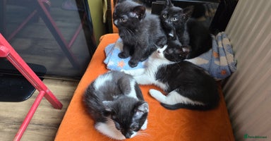 Mixed Breed cats - Advert 15