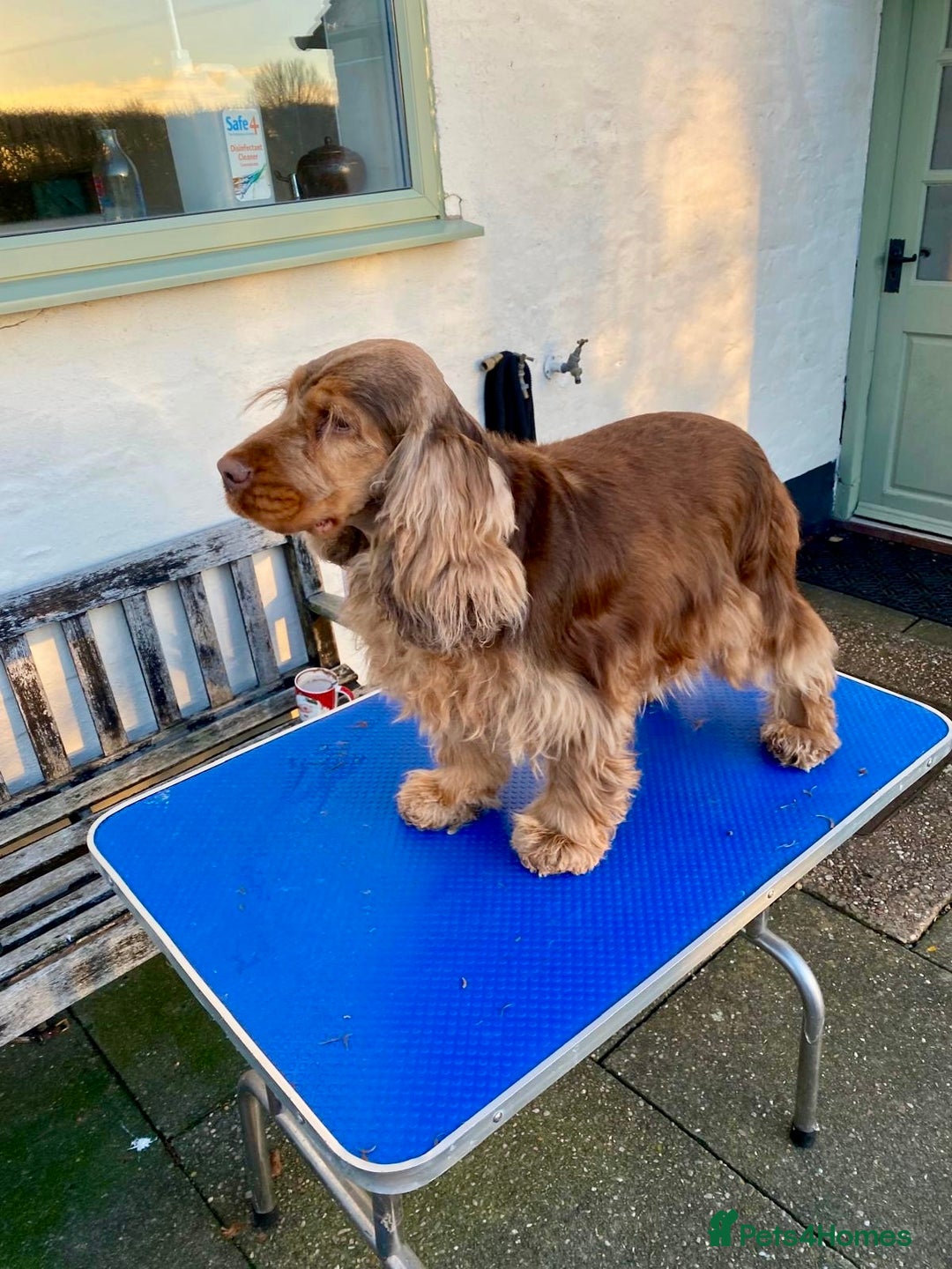 Cocker Spaniel dogs for sale: New litter of quality KC show cocker spaniels  - Advert 11