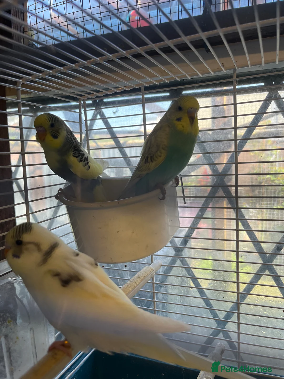 Budgerigars birds for sale: Baby budgies - Advert 2
