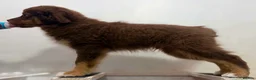 Miniature American Shepherd dogs for sale: Sport/show prospect, RKC Registered, Health Tested - Advert 3