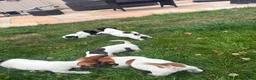 Jack Russell dogs for sale: 5 male Jack Russell puppies ready to go - Advert 11