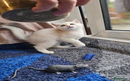 British Shorthair cats for sale: British Shorthair Kittens – Golden & Silver Shaded - Image 24