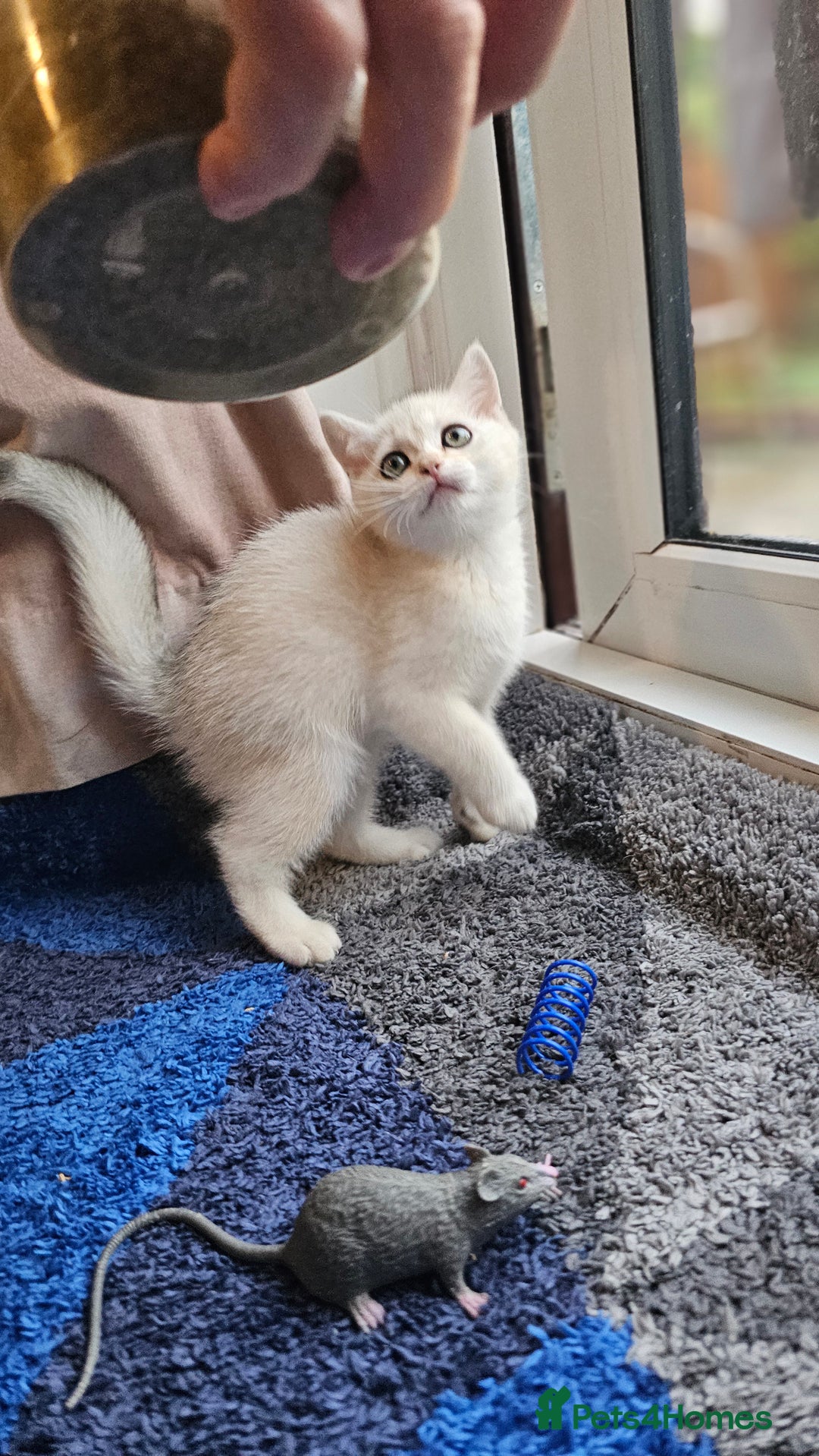 British Shorthair cats for sale: British Shorthair Kittens – Golden & Silver Shaded - Image 24