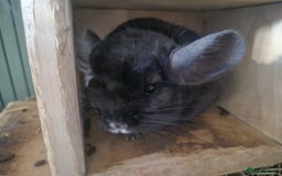 Chinchilla rodents for sale: 2 female chinchillas - Image 1