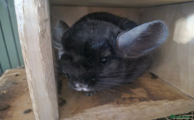 Chinchilla rodents for sale - Advert 2