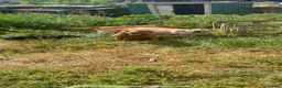 Labrador Retriever dogs for sale: Labrador puppies - Advert 7