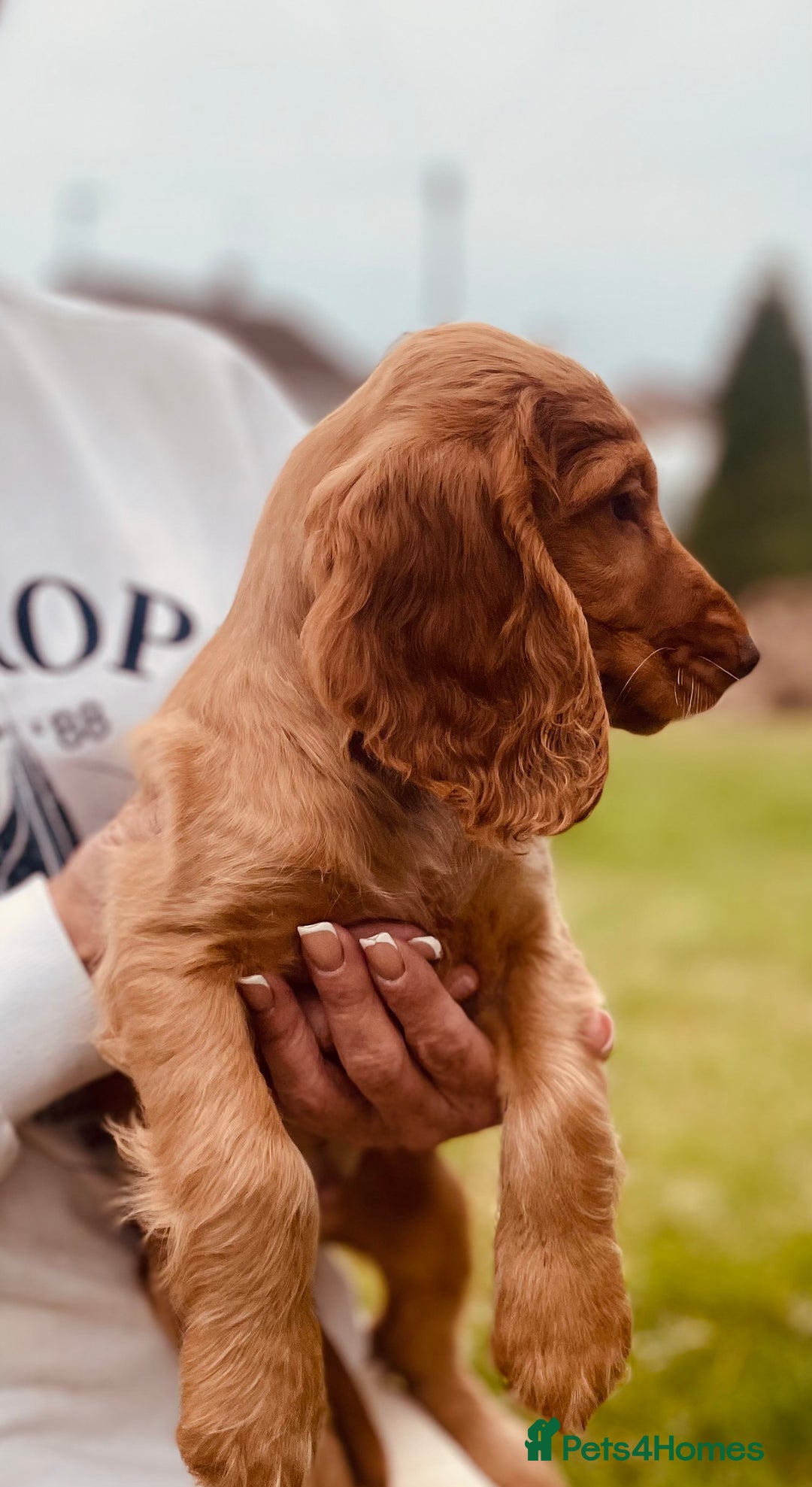 Cocker Spaniel dogs for sale: 1 Simply gorgeous Male Cocker Spaniel left 🐶⭐️🐶 - Image 12
