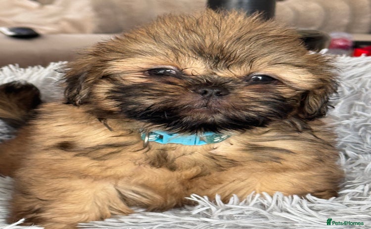 Shih Tzu dogs - Advert 3